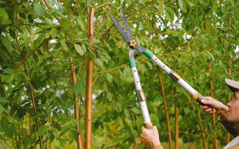 Tree trimming in Weiser, ID